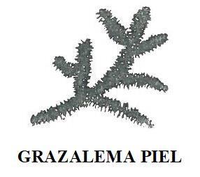 Imagen de GRAZALEMA PIEL