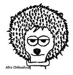 Imagen de Afro Chihuahua