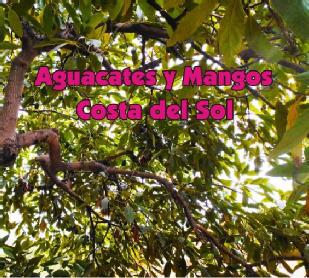 Imagen de AGUACATES Y MANGOS COSTA DEL SOL