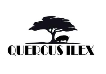 Imagen de QUERCUS ILEX