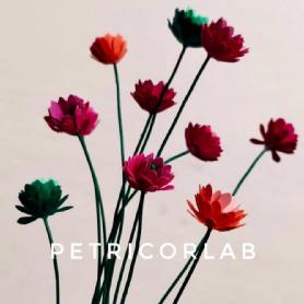 Imagen de Petricorlab