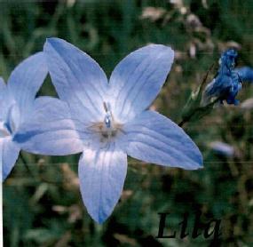 Imagen de Lila