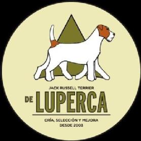 Imagen de JACK RUSSELL TERRIER DE LUPERCA CRÍA,SELECCIÓN Y MEJORA DESDE 2003