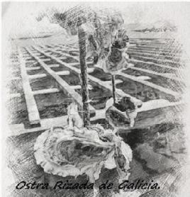Imagen de OSTRA RIZADA DE GALICIA