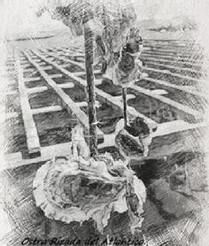 Imagen de OSTRA RIZADA DEL ATLANTICO