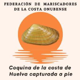 Imagen de FEDERACIÓN DE MARISCADORES DE LA COSTA ONUBENSE COQUINA DE LA COSTA DE HUELVA CAPTURADA A PIE