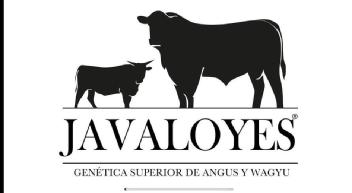 Imagen de JAVALOYES GENETICA SUPERIOR DE ANGUS Y WAGYU