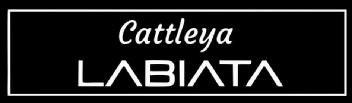 Imagen de CATTLEYA LABIATA