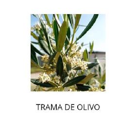 Imagen de TRAMA DE OLIVO
