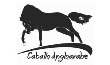Imagen de CABALLO ANGLOARABE