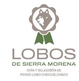 Imagen de LOBOS DE SIERRA MORENA CRÍA Y SELECCION DE PERRO LOBO CHECOSLOVACO