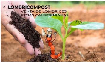 Imagen de LOMBRICOMPOST VENTA DE LOMBRICES ROJAS CALIFORNIANAS