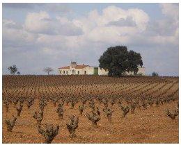 Imagen de FINCA JARENO VINOS Y VIÑEDOS LAVADO BARRERA
