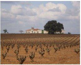 Imagen de FINCA ANDANAVINOS Y VIÑEDOS LAVADO BARRERA