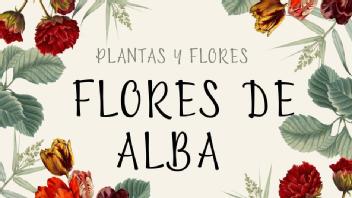 Imagen de Flores de Alba