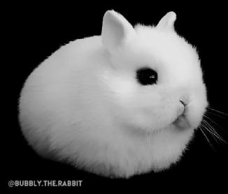 Imagen de @BUBBLY. THE. RABBIT