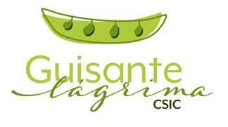 Imagen de GUISANTE LÁGRIMA CSIC