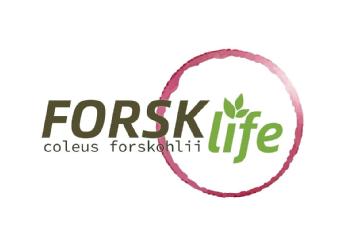Imagen de FORSK LIFE coleus forskohlii