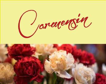 Imagen de CARMENSIN