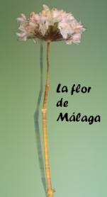 Imagen de LA FLOR DE MALAGA Imagen de LA FLOR DE MALAGA
